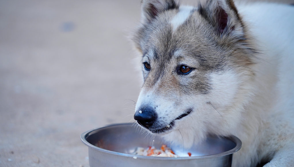 Can I Feed My Dog Homemade Beef and Rice Every day