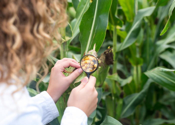 Corn with Aflatoxin