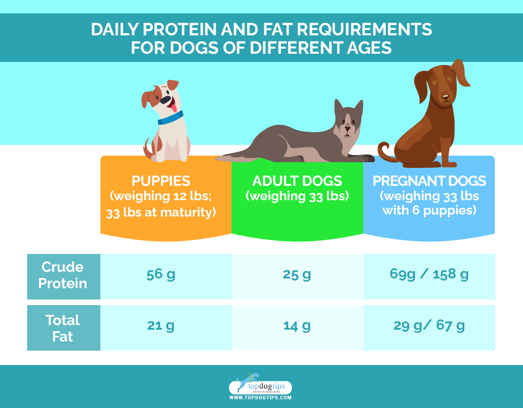 DAILY PROTEIN AND FAT REQUIREMENTS FOR DOGS OF DIFFERENT AGES