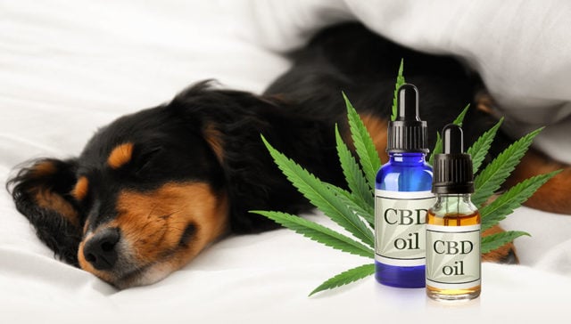 Effects of CBD on Dogs Featured