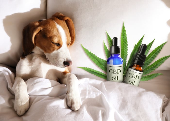 Effects of CBD on Dogs