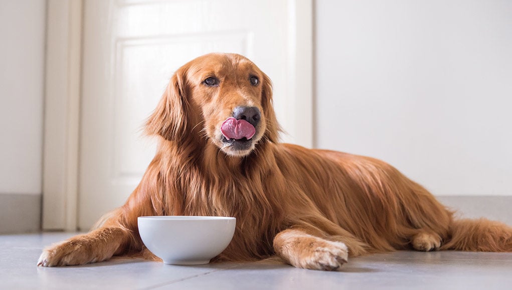 Freeze Dried Homemade Dog Food Featured