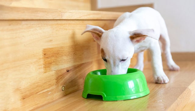 Homemade Dehydrated Dog Food Featured