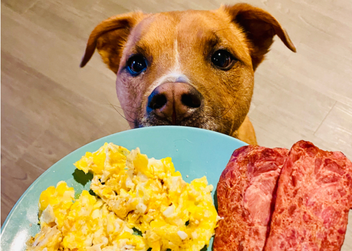 Keto meal options for dogs