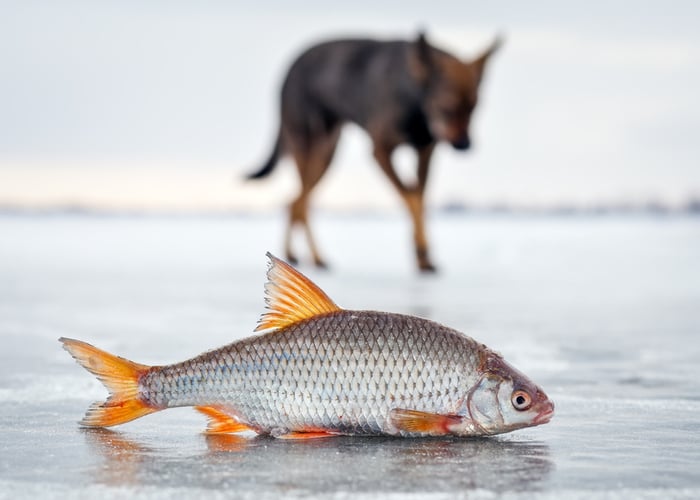 Is Fish Safe for Dogs?