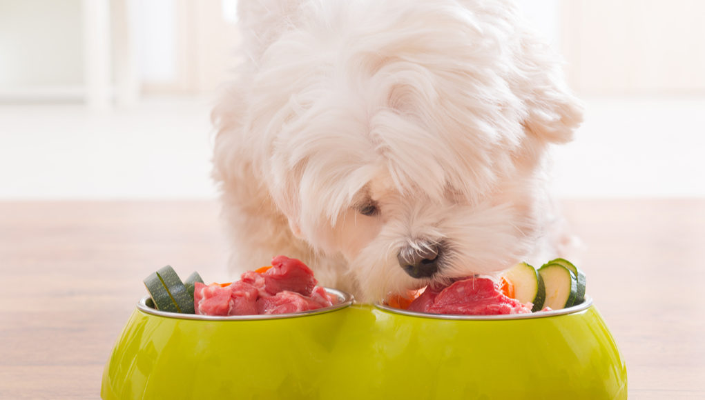 Nutritional Needs of Dogs