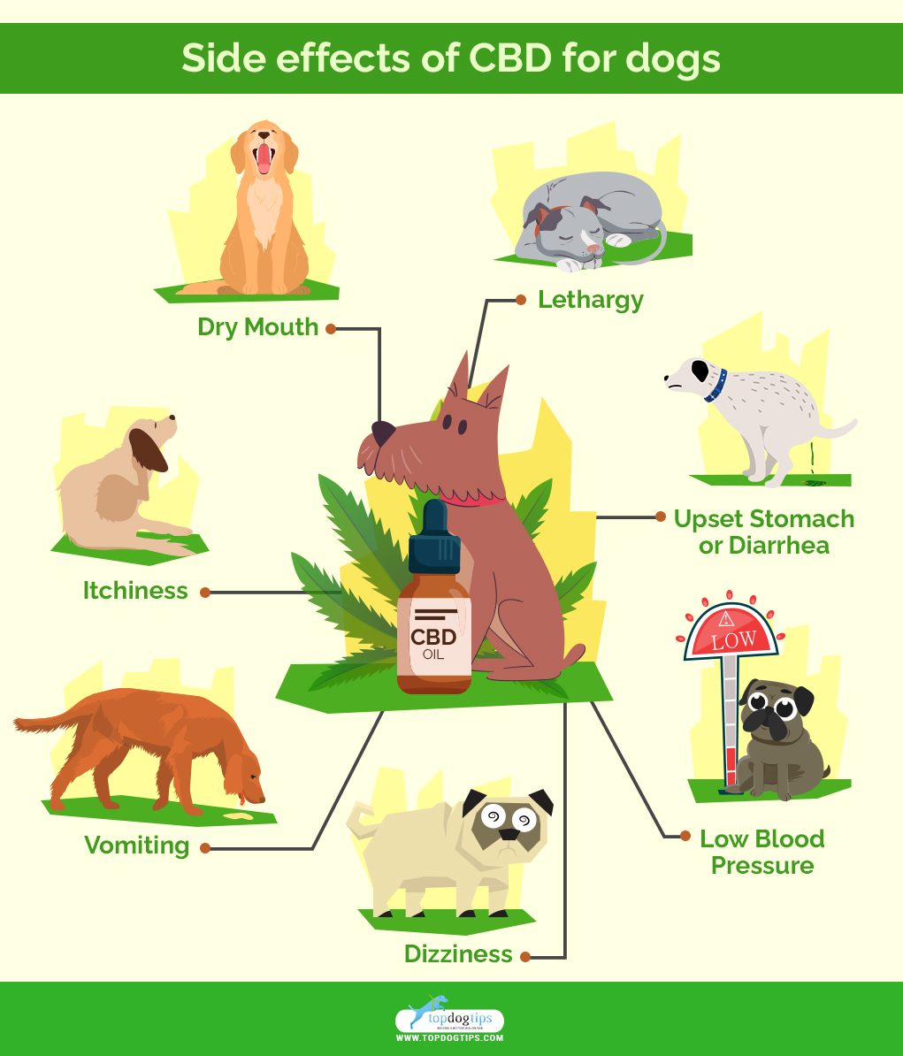 Side effects of CBD for dogs