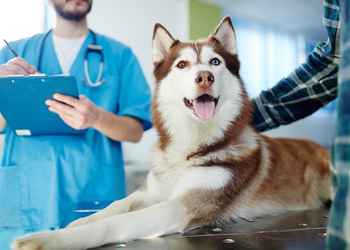 Vet for Dogs