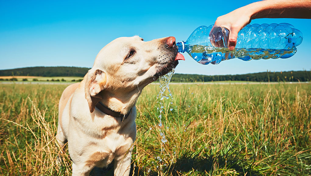 What can a dog drink other than water