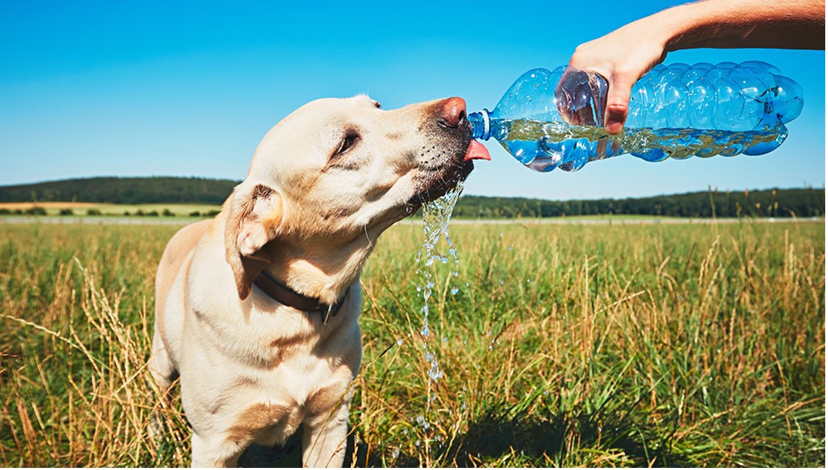 dog drink other than water