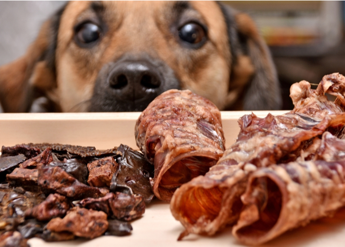 Dog Sniffing Homemade Dehydrated Food