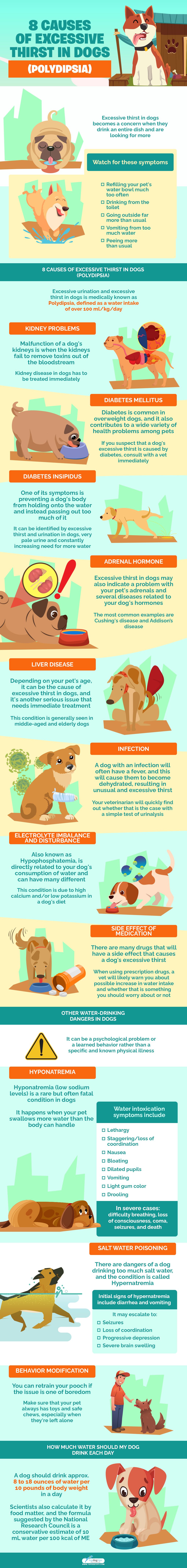 8 Causes of Excessive Thirst in Dogs (Polydipsia)