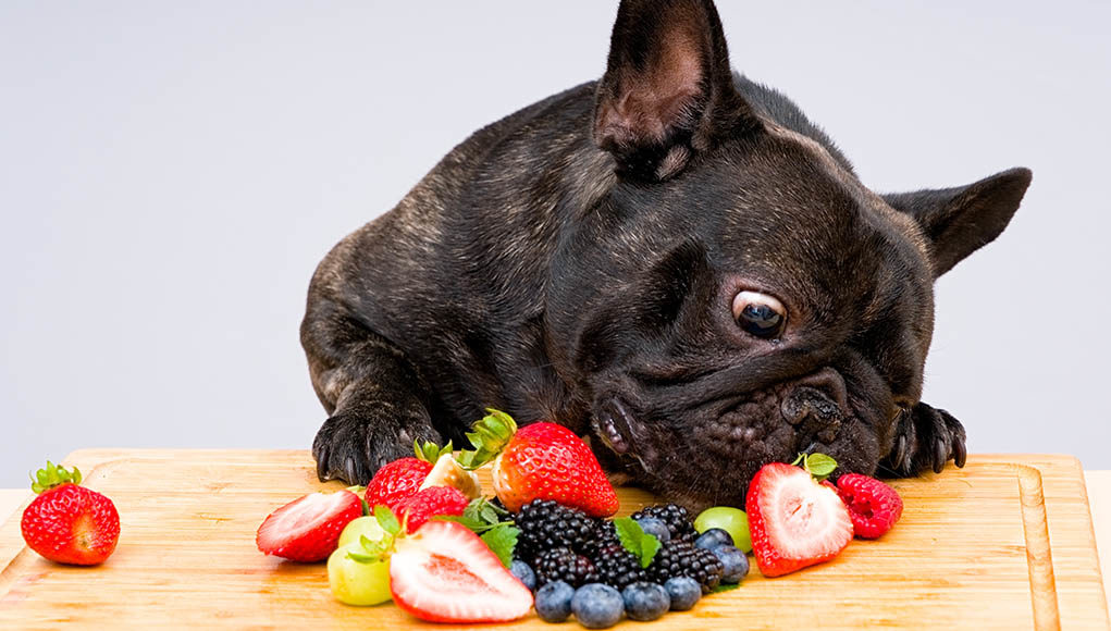 Fruits and Vegetables dogs can eat