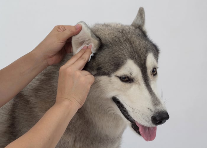 How to use dog cleaning solution for ears