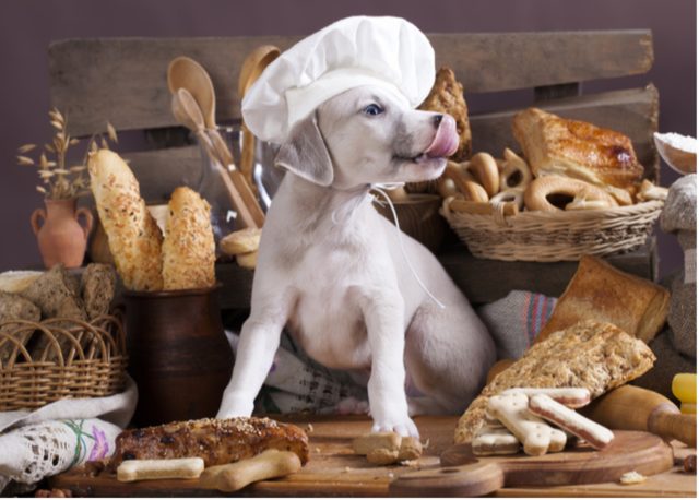 grains for dogs