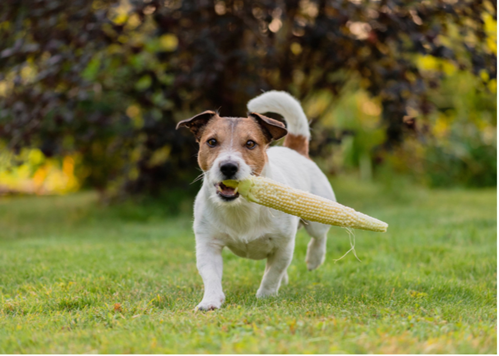 Grains your dog can eat