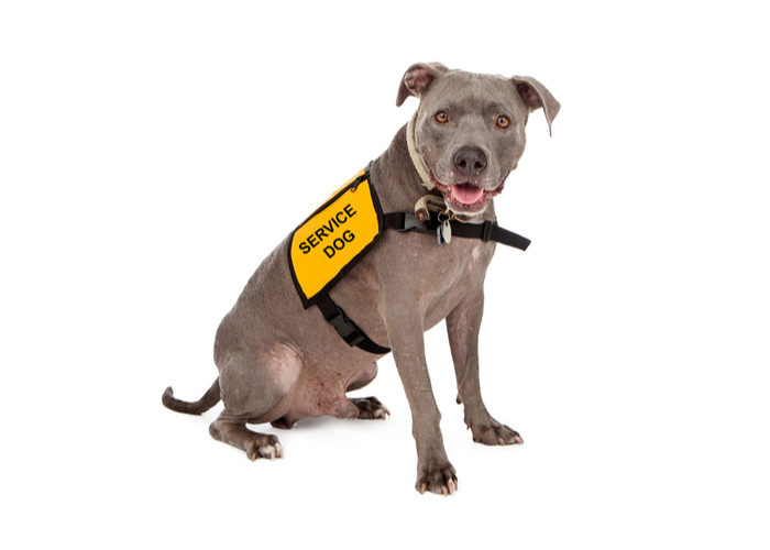 Pitbull wearing a service dog vest