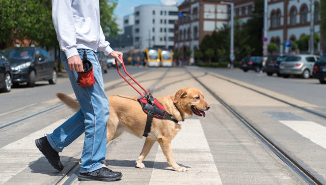 Service Dog Featured