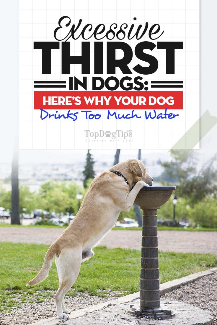 What-Is-Excessive-Thirst-in-Dogs