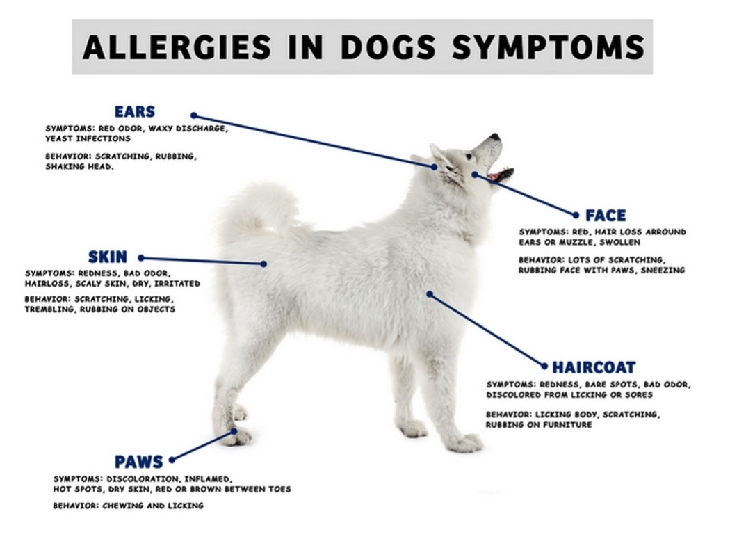 allergies in dogs