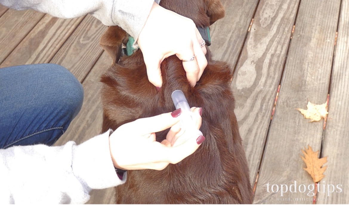 dog injection