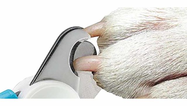 dog nail clippers with sensor featured image