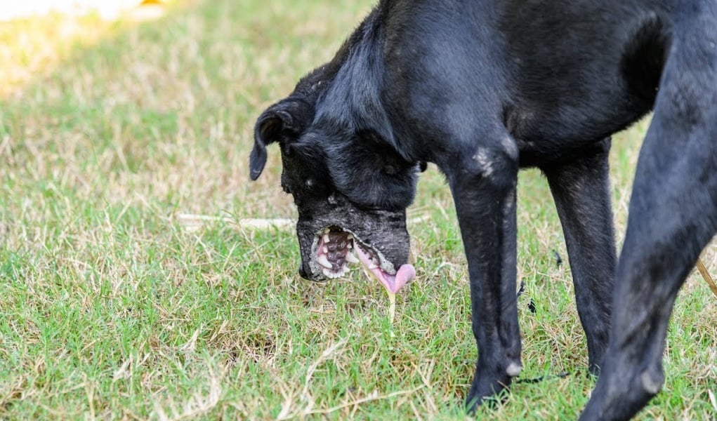 dog vomiting home remedies