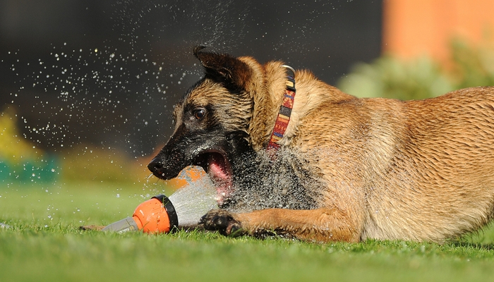 excessive thirst in dogs