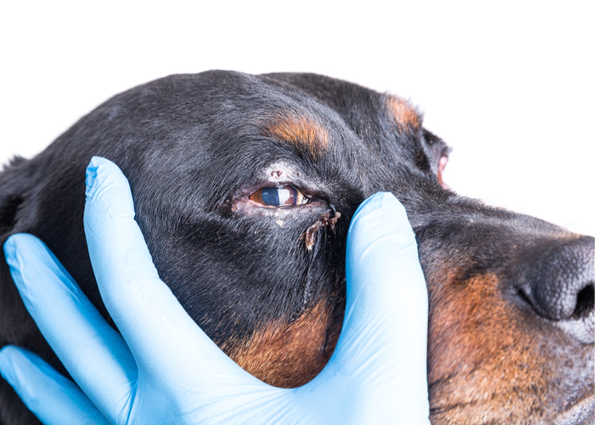 eye ointment for dogs