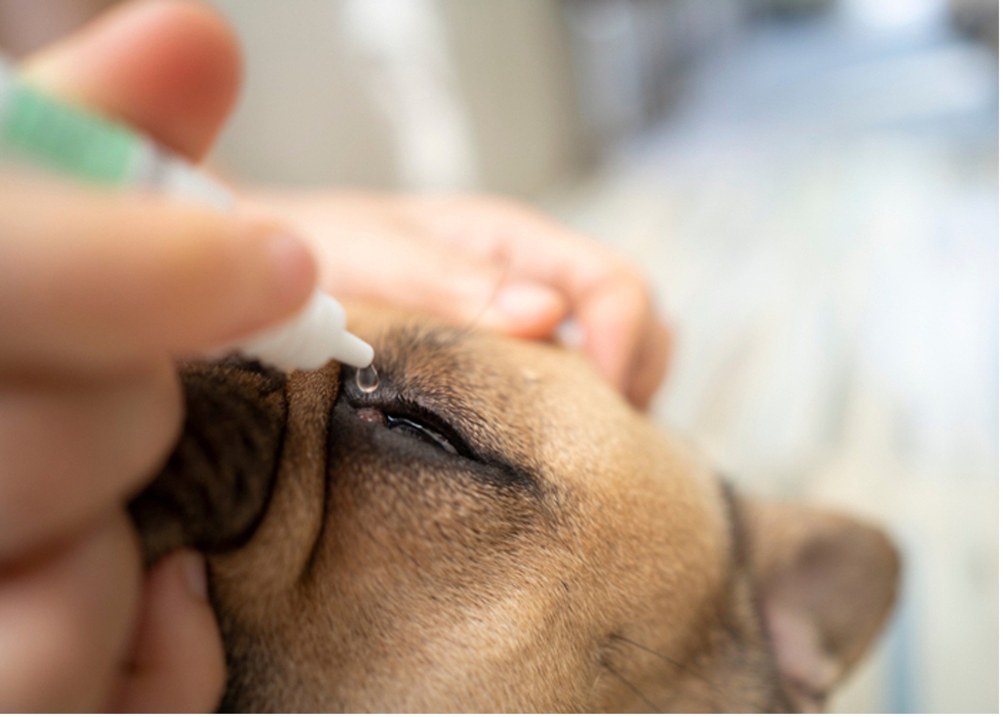 eye ointment for dogs