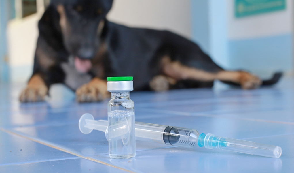 how to give a dog an injection