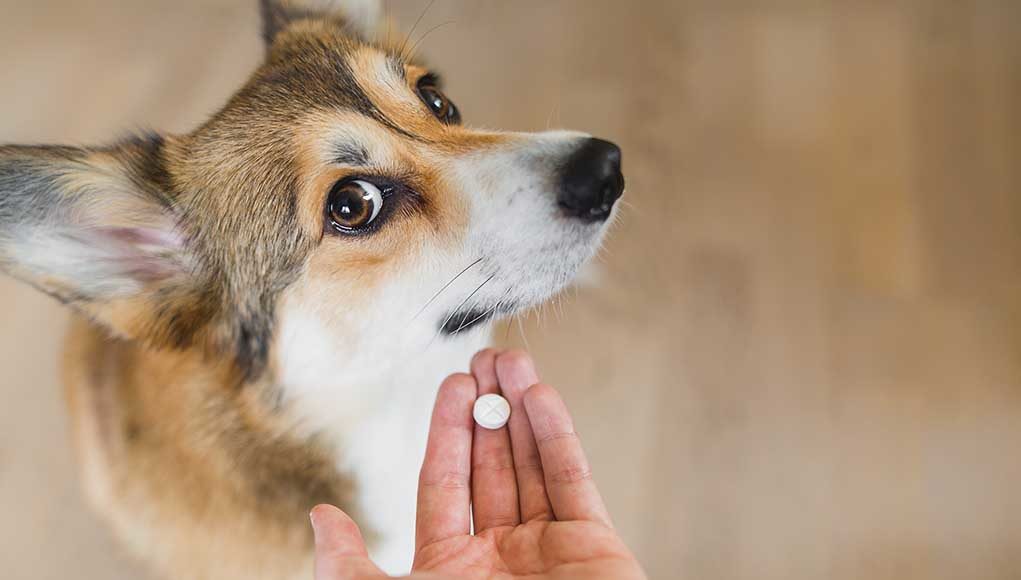 human medication for dogs