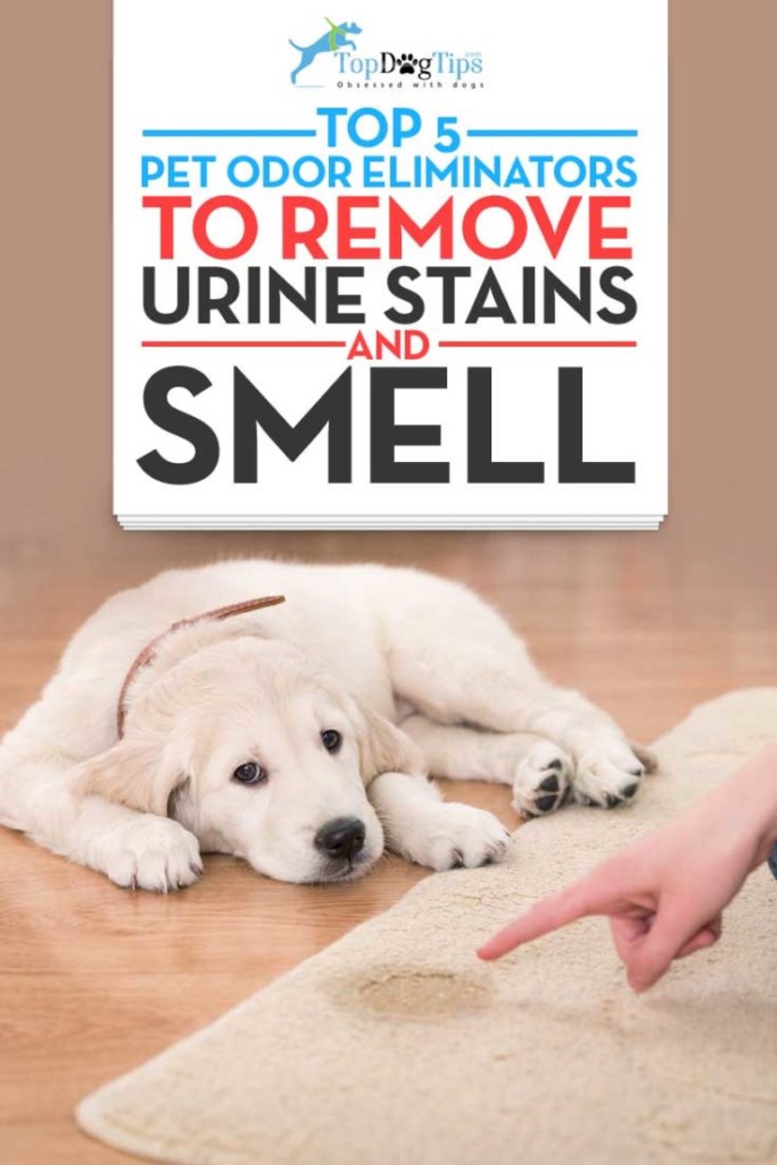 pet odor eliminator stains and smell