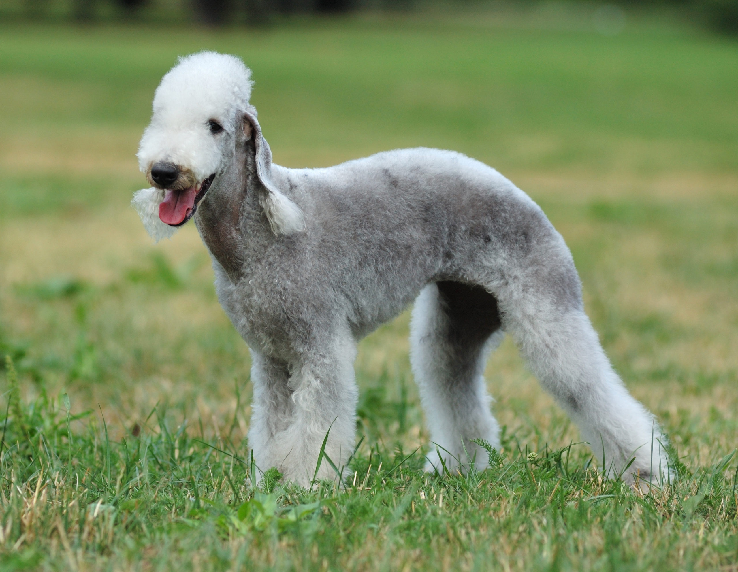 Bedlington,Terrier,Dog,Portrait