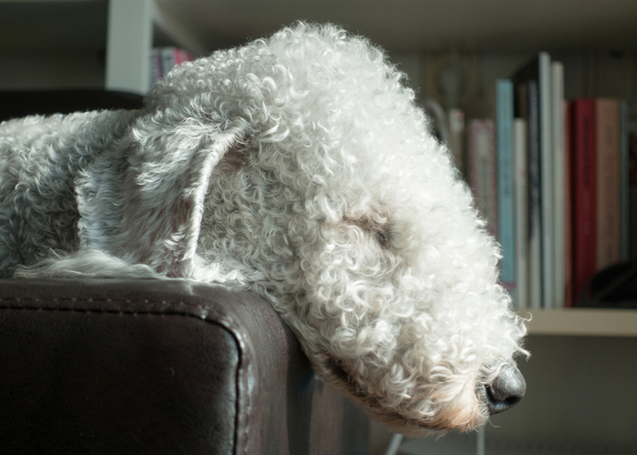 sick bedlington terrier 