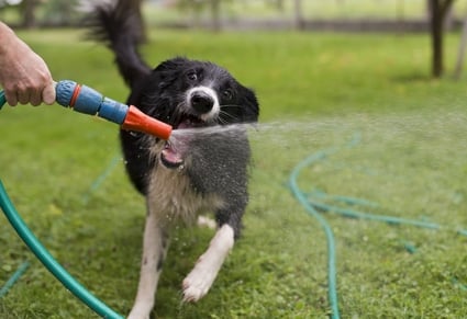 Hyponatremia in dogs