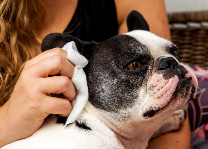 using medicated ear cleaner for dogs