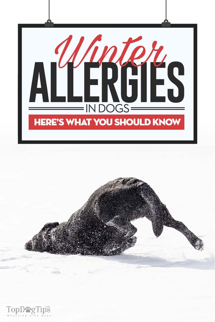 winter allergies in dogs