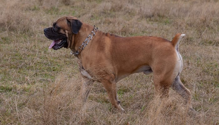 African Boerboel