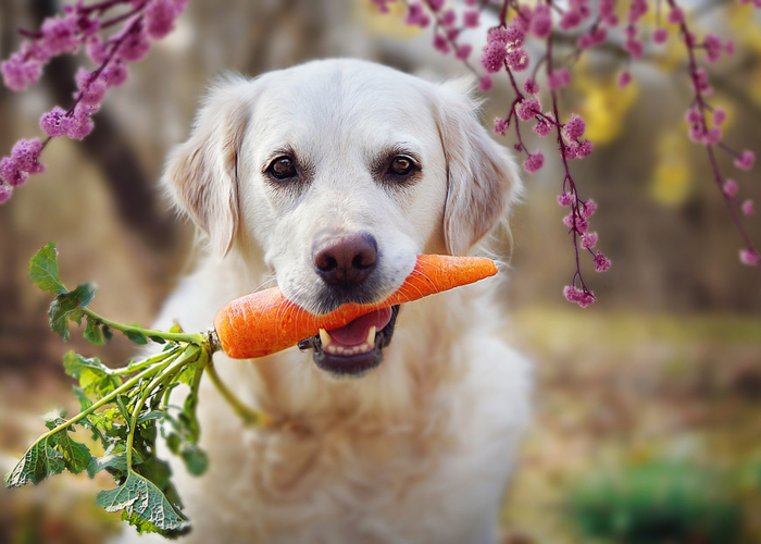 Carrots for Dogs immune system