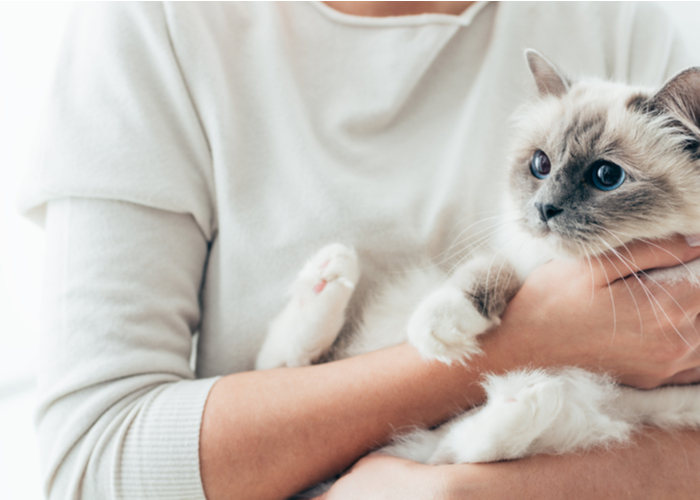 Carrying a Cat like a baby