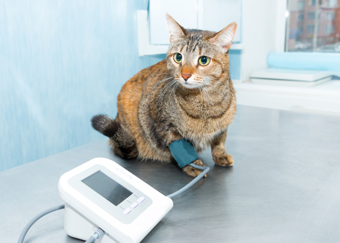 Cat visits the vet for some tests