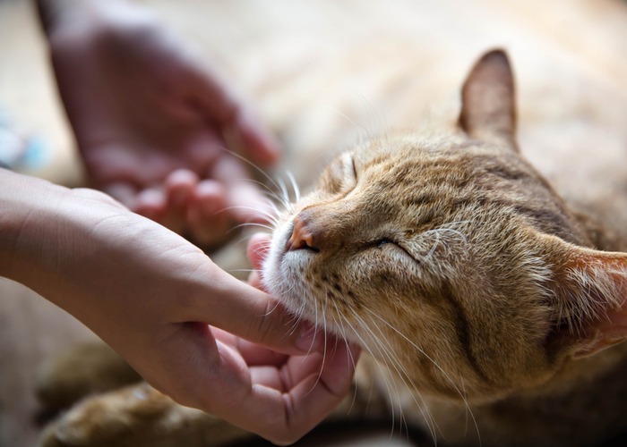 Cats love to be pet