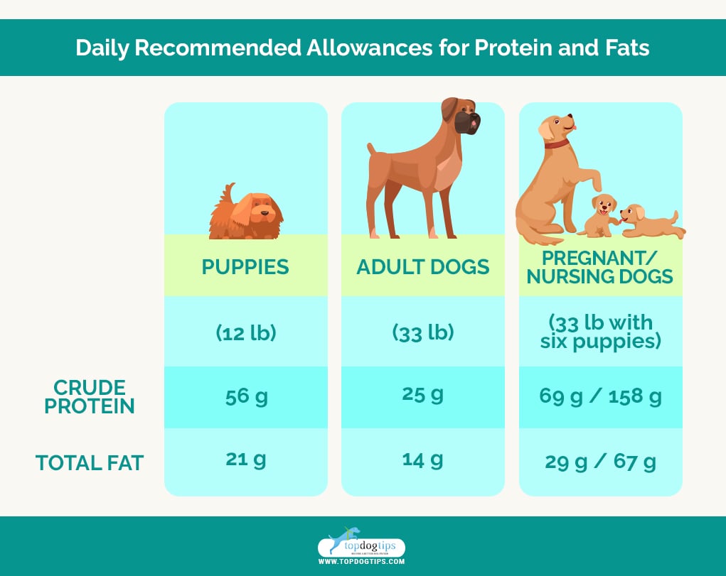 Daily Recommended Allowances for Protein and Fats for dogs