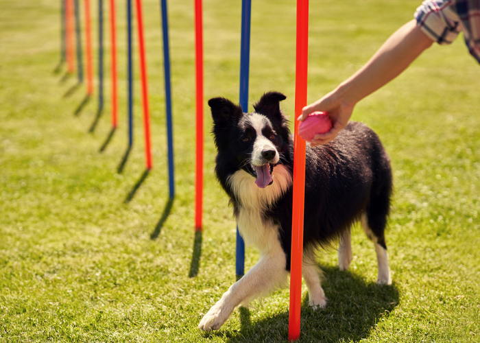 Dog Physical Fitness Through Play