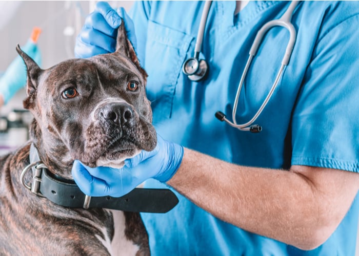 Dog at the vet