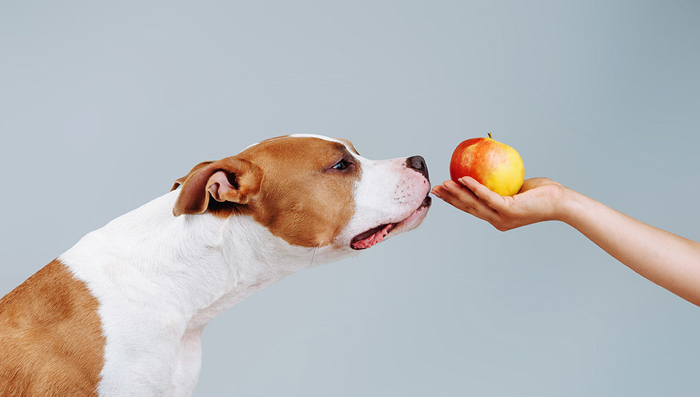 How to boost dogs immune system featured