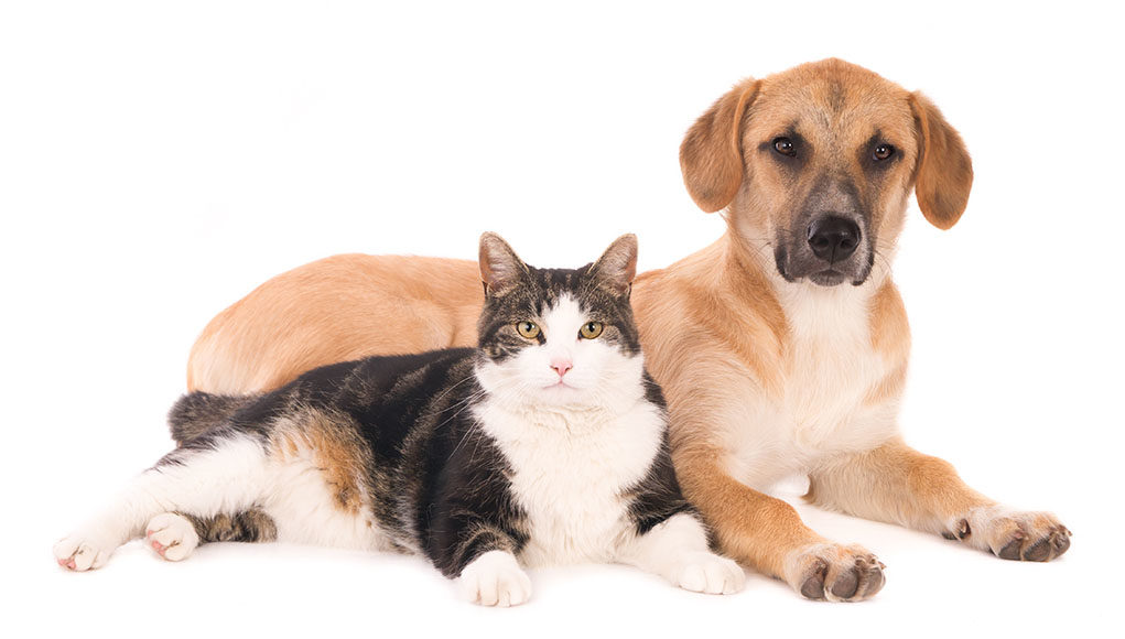 Importance of Cortisol in Dogs and Cats Featured