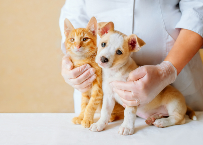 Importance of Cortisol in Dogs and Cats