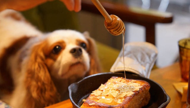 Manuka Honey for Dogs